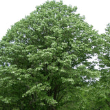 Tilia tomentosa (Silver Linden)