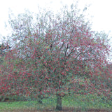 Malus robusta (Robust Apple)