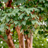 Acer griseum d.w. (Paper Bark Maple)