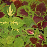 Coleus blumei Rainbow Mix