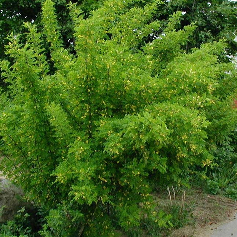 Caragana arborescens (Siberian Pea Tree)