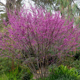 Cercis occidentalis (California Redbud)