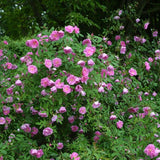 Rosa palustris (Swamp Rose)