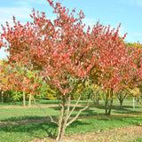 Cornus officinalis (Asiatic Dogwood, Japanese Cornelian Cherry)