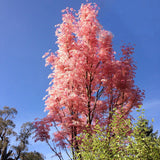 Toona sinensis (Chinese Toon, Chinese Mahogany, Red Toon)