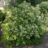 Cornus racemosa (Gray Dogwood, Northern Swamp Dogwood)