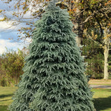 Picea glauca densata (Black Hills Spruce)