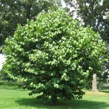 Styrax obassia (Fragrant Snowbell)