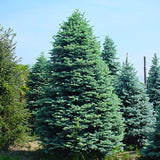 Abies procera glauca (Blue Danish fir, Blue Noble Fir)