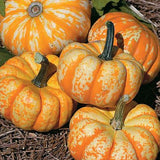 Hooligan PMT F1 Hybrid Pumpkin (Cucurbita maxima)