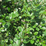 Alnus nepalensis (Nepal Alder)
