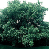 Juglans regia Hardy Carpathian (Persian Walnut)