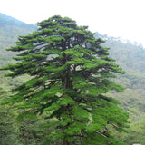 Pinus hwangshanensis (Huangshan Pine, Huang Shan Pine, Yellow Mountain Pine)