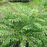 Callicarpa dichotoma c.s. (Beauty Bush)