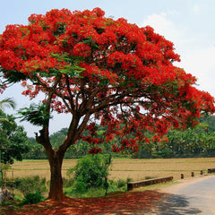 Delonix regia (Flamboyant, Flame Tree, Royal Poinciana) 1/4 lb (~252 Seeds)