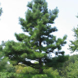 Pinus echinata (Shortleaf Pine)