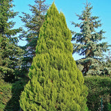 Chamaecyparis lawsoniana (Port Orford Cedar)