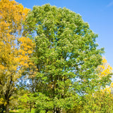 Fraxinus americana  (White Ash) wings