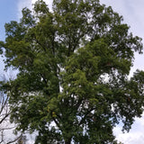 Carya ovalis (Red Hickory)