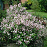 Syringa microphylla (Littleleaf  Lilac)