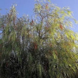 Schinus molle (Peruvian Peppertree, Pepper Tree)