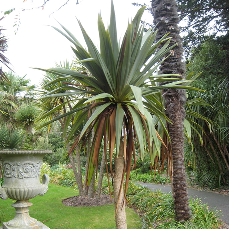 blue dracaena plant Cordyline indivisa (australis) (Blue Dracaena) – MySeedsCo