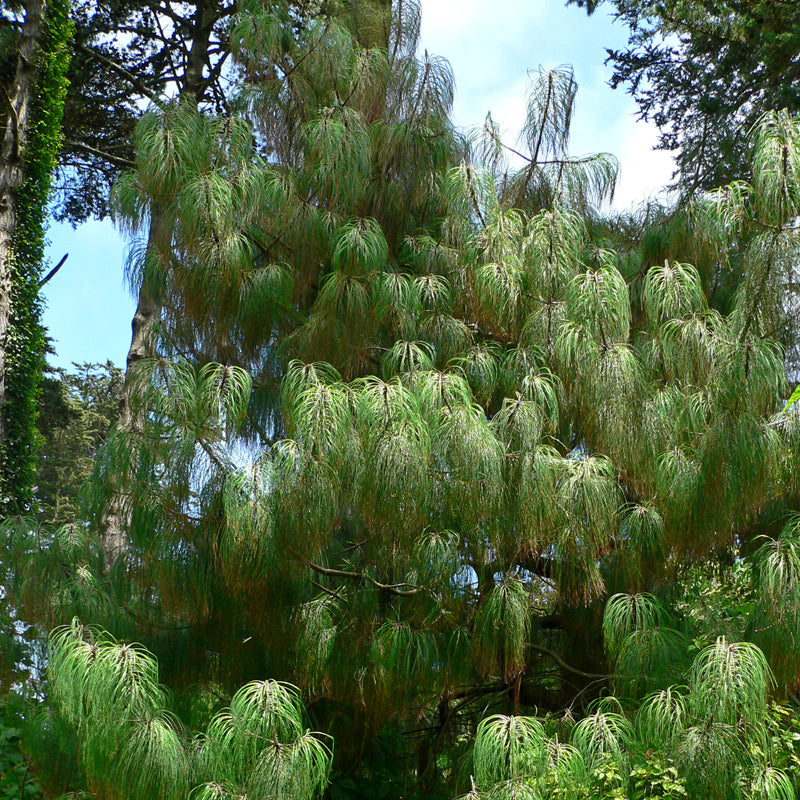 Pinus pseudostrobus (Smooth-bark Mexican Pine)
