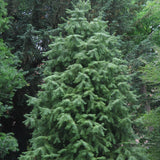 Cuninghamia lanceolata (Chinese Cunninghamia, Chinese Fir)