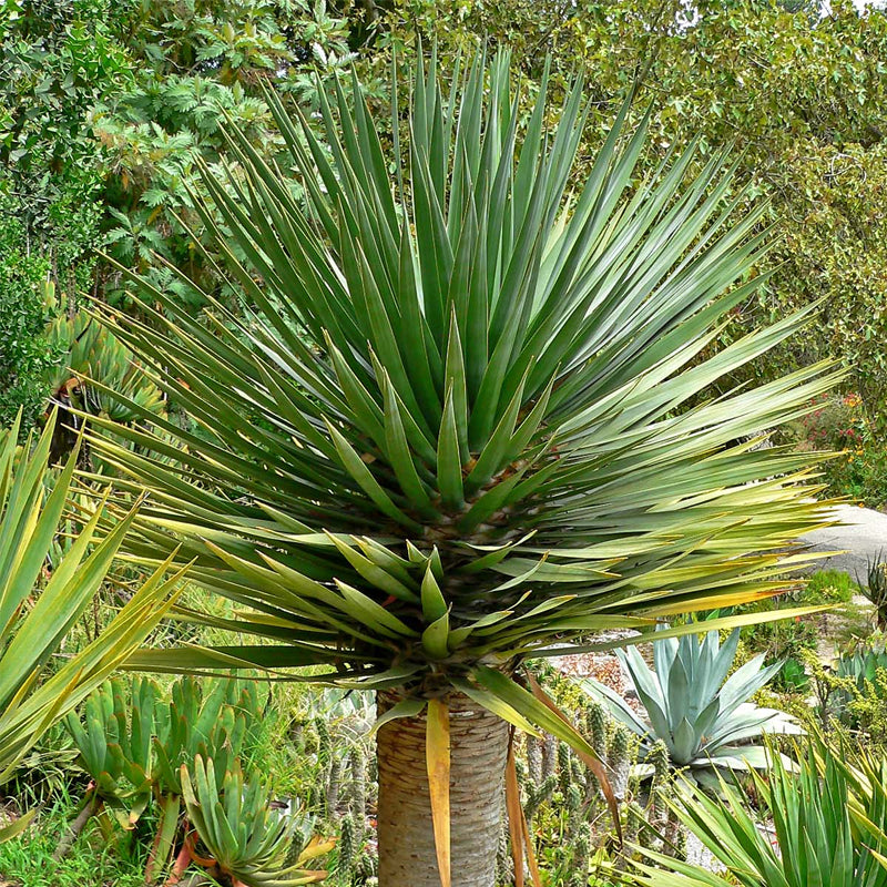 dracaena draco seed germination Dracaena draco (Dragon Tree, Canary Islands Dragon Tree, Drago) 0.5 oz (~38 Seeds)