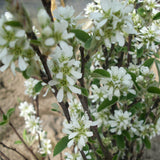 Amelanchier ovalis c.s. (European Amelanchier, Snowy Mespilus)