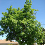 Celtis sinensis (Japanese Hackberry)