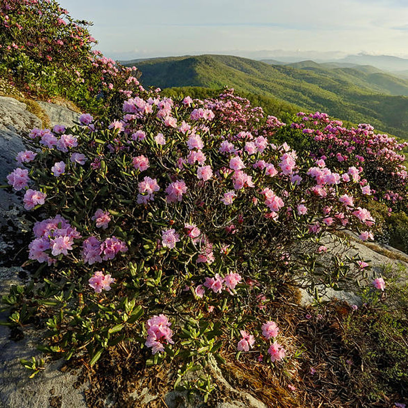 Rhododendron carolinianum pink/purple (Carolina Rhododendron) 30000 Seeds