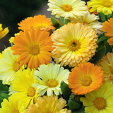 Calendula offinalis (Calendula, Dwarf Mixed: Fiesta Gitana)