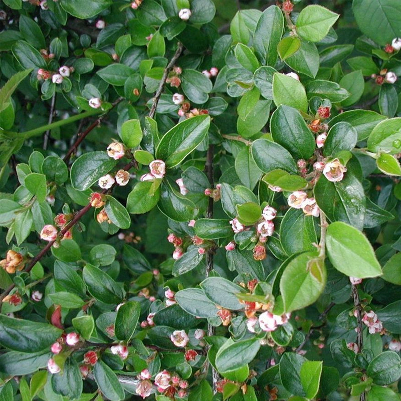 Cotoneaster divaricatus (Spreading Cotoneaster)