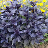 Basil, Purple Dark Opal (Ocimum basilicum)