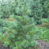 Pinus strobus (Europe) (Eastern White Pine, White Pine, Weymouth Pine, Northern White Pine)