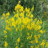 Genista tinctoria (Common Woodwaxen)