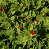 Lotus tetragonolobus (Squarepod Deervetch)