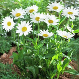 Chrysanthemum maximum (Shasta Daisy, Dwarf - Silver Princess)