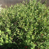 Rhus trilobata (Skunk bush Sumac)
