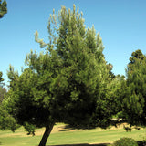 Pinus eldarica (Afgan Pine, Mondell Pine)