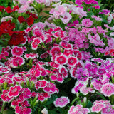 DIANTHUS chinensis (Chinese Pinks, Mixed)