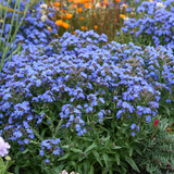 Anchusa capensis (Cape Forget-Me-Not)