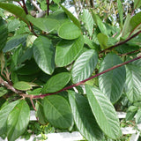 Cotoneaster coriaceus  d.b. (Milkflower Cotoneaster)