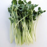 White Stem (Intermediate) Radish, Sprouting (Raphanus sativus)