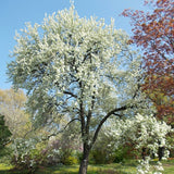 Pyrus betulifolia (Birch-leaved Pear)