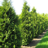 Thuja occidentalis (American Arborvitae, Eastern Arborvitae, White Cedar, Arborvitae)