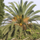 Phoenix canariensis (Canary Island Palm)