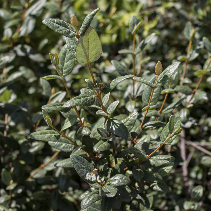 Shepherdia canadense (Canada Buffaloberry, Foamberry,  Russet Buffaloberry, Soapberry, Soopolallie)