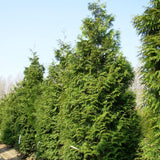 Thuja plicata (Western Redcedar, Western Red Cedar)